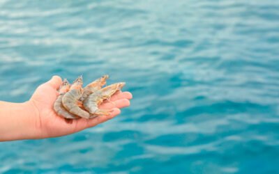 Importantes fatores à considerar para oxigenação correta de tanques de cultivo de camarão